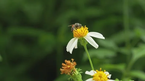 Foraging Wild Bee Crawling Across Flower Petals in Detailed Macro View Stock-Footage 334829697