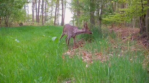 Foraging young roe deer buck in grassy forest path walking towards camera. Stock Footage 89133725