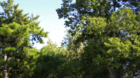 Forbidden City Vídeo Stock 85712908