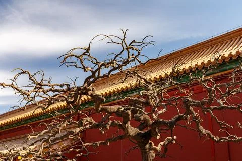 Forbidden City Tree Stock Photos
