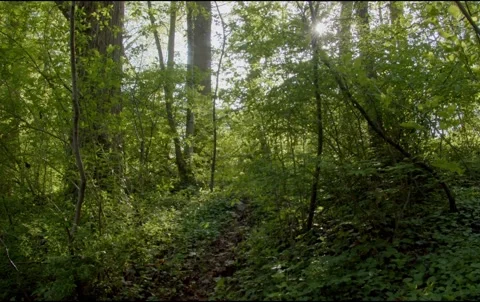 Forbidden Forest Stock Footage 239385828