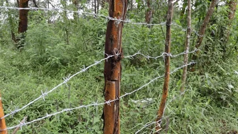 The Forbidden Forest is Given a Thorny Gate of Wood and Iron Stock Footage 180331529