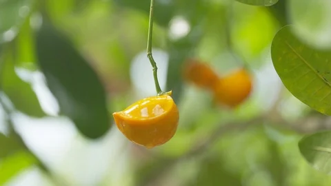 Forbidden Fruit Video stock 122537024