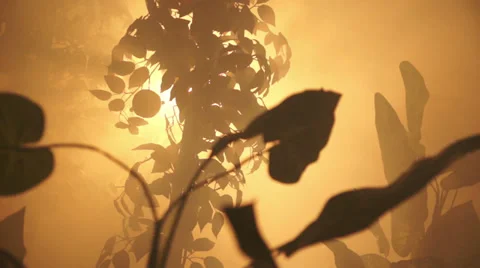 Forbidden Fruit Shot 02 Stock-Footage 37563368