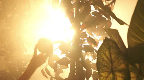Forbidden Fruit Shot 04 Stock-Footage 37563649