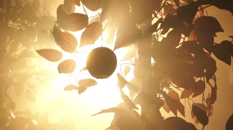 Forbidden Fruit Shot 05 Stock-Footage 37563802