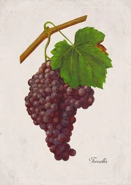 Forcalla Classic Dark Wine Grape Variety, Botanical Illustration Stock Illustration