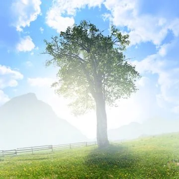 The force of life Stock Photos