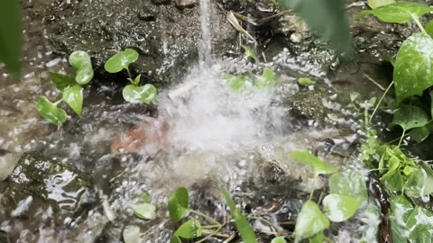 Force splash of the water on the leaf and immediately on the small rocks Stock Footage 312324548