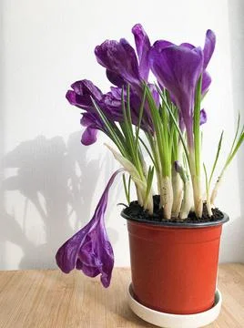 Forced dark violet Crocus vernus Flower Record flowers in a pot in March Foto stock