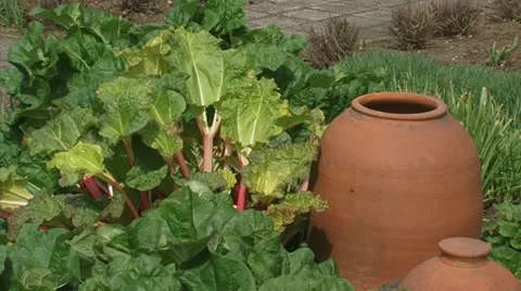 Forced rhubarb next to the terracotta container in the kitchen-garden 04p Stock Footage 11130982