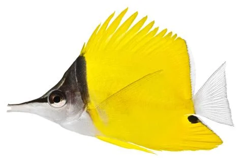 Forceps fish Foto stock