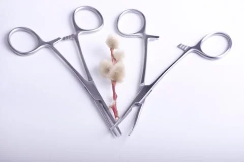 Forceps with small branch Stock Photos