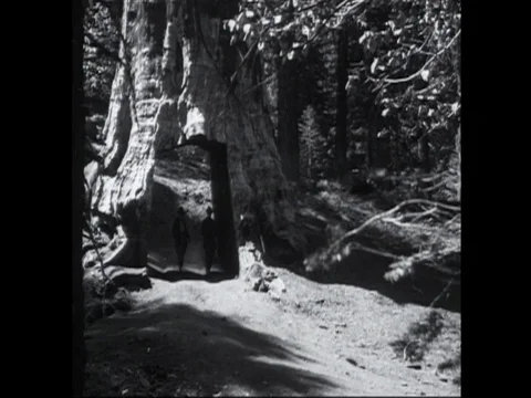 Ford Model T Drives Thru Sequoia Tree Stock Footage 80472744