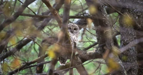 FORE RIVER SANTUARY BARRED OWL 10 V2 Stock Footage 334638400