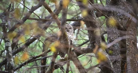 FORE RIVER SANTUARY BARRED OWL 4 V2 Stock Footage 334638403
