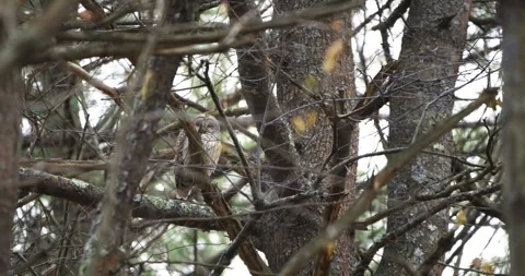 FORE RIVER SANTUARY BARRED OWL 8 V2 Stock Footage 334638404