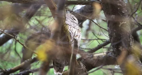 FORE RIVER SANTUARY BARRED OWL 9 V2 Stock Footage 334638428