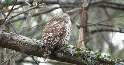 FORE RIVER SANTUARY BARRED OWL 5 V2 Stock Footage 334638432