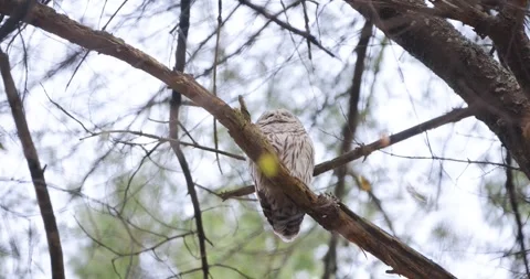 FORE RIVER SANTUARY BARRED OWL 12 V2 Stock Footage 334638433