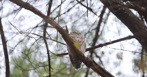 FORE RIVER SANTUARY BARRED OWL 14 V2 Stock Footage 334638464