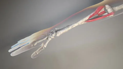 Forearm Movements Stock Footage 227760847