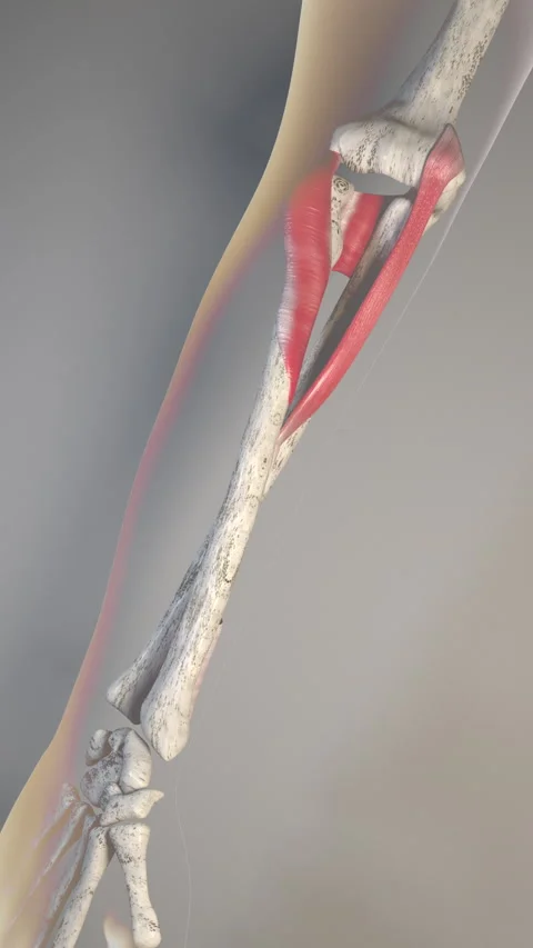 Forearm Movements Vertical Video Stock Footage 227760862