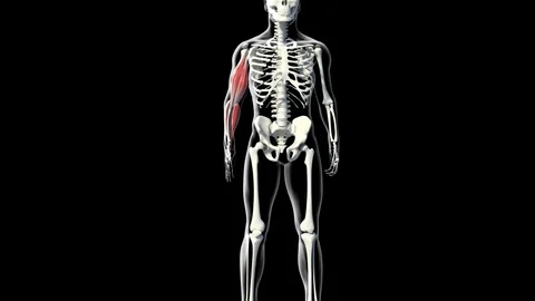 Forearm Muscles Video stock 121741550