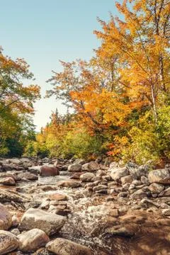 Foreat stream in the fall Stock Photos