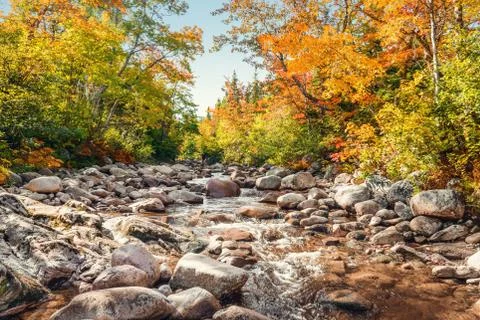 Foreat stream in the fall Stock Photos