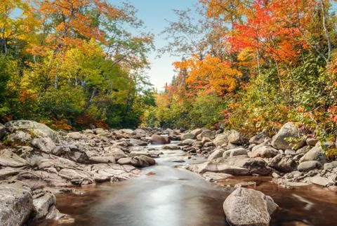 Foreat stream in the fall Stock Photos