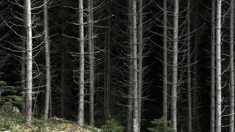 A foreboding forest. Stock Footage 87856110