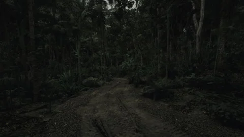 Foreboding forest pathway featuring deep shadows and muddy segments Stock Footage 341588223