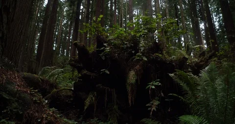 Foreboding Redwood Roots Stock Footage 102222842