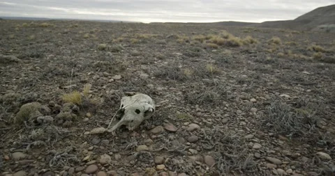 A foreboding skull in the desert Stock Footage 236513028