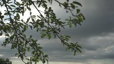 A foreboding sky promising rain with spring summer foliage in the 動画素材 155259233