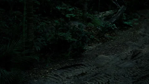 Foreboding trail beneath obscuring shadows and tangled roots Stock Footage 329942585