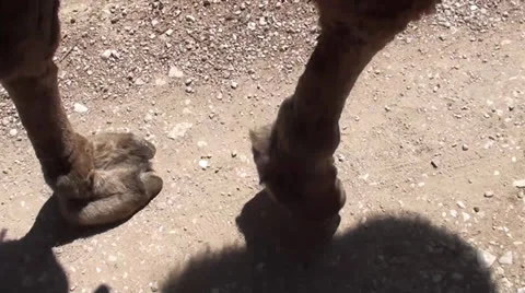 Forefeet of camel walking audio Stock Footage 22811258
