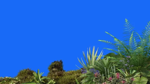 Foreground-02 new Stock Footage 252379682