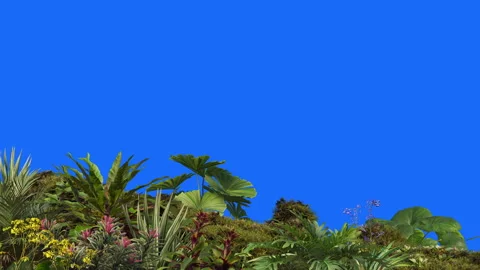 Foreground-05 Stock Footage 252379669