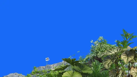 Foreground-07 Stock Footage 252605862