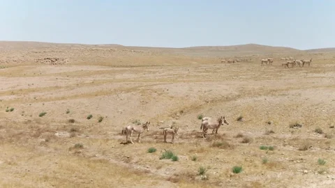 Foreground and background, wild asses donkys Stock Footage 133656225