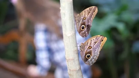 In the foreground are butterflies, refocus to the background. A little girl Stock Footage 104666782