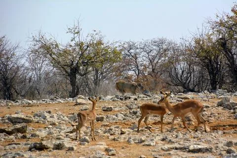 In the foreground are several springbok antelopes in the savannah Stock Photos
