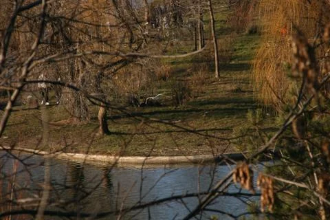 Foreground Branches Lake Stock Photos