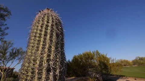 Foreground cactus and Desert landscape - Phoenix, AZ Stock Footage 99994149