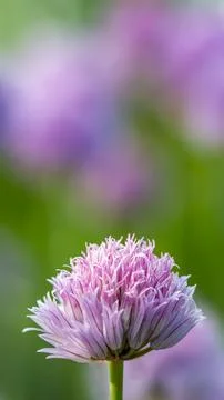 Foreground Chive Flower with Blurred Background Foto stock