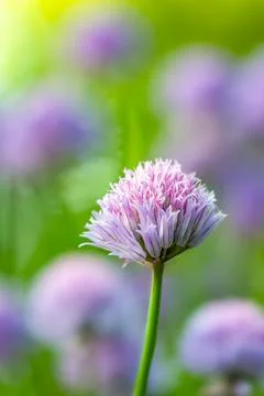 Foreground Chive Flower Surrounded by Blurred Background Stock Photos