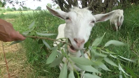 In the foreground is a curious goat with a gray collar Stock-Footage 113058256