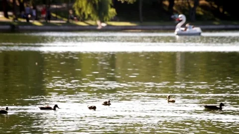 Foreground Ducks Background Swan Paddle Boat Stock Footage